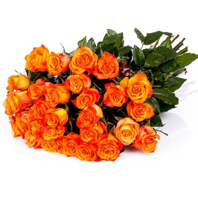 Orange Roses